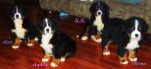 BerneseMountainDogPups